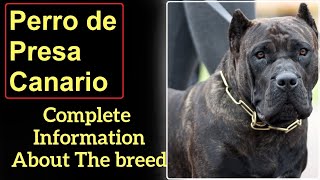 Perro de Presa Canario or Canarian Mastiff or Dogo Canario Pros and Cons Price How to choose [upl. by Assiroc]