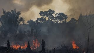 Vor den Präsidentschaftswahlen in Brasilien Sprunghafter Anstieg der Brände am Amazonas [upl. by Nylhsoj]