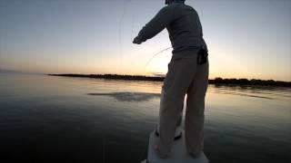 Islamorada Tarpon on Fly [upl. by Ahsenod]