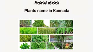 Names of Plants in Kannada  ಗಿಡಗಳ ಹೆಸರು [upl. by Hwang]