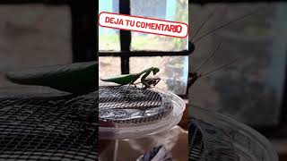 Nuestro macho de Hirodula Majuscula macho viralvideo artropodos mantis insectos [upl. by Waltner]