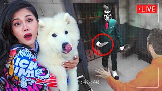 Puppy’s Owner Attacked in Prison [upl. by Murial]