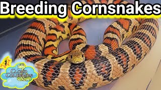 Breeding Cornsnakes 2024 [upl. by Retsevlys]