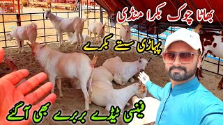 Bhatta Chowk Mandi Bakra Ki Update 7 June 2024  Sasty Pahari Bakry [upl. by Adnirak847]