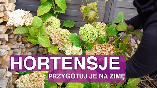 Kiedy okrywać hortensje na zimę Hortensja przycinanie jesienią Hortensja ogrodowa i bukietowa [upl. by Amabel]