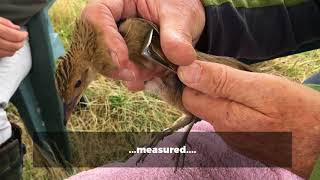 Corncrakes return to Norfolk [upl. by Burkhard]