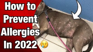 Best way to PREVENT Allergies for Pit bulls in 2022 [upl. by Germann]