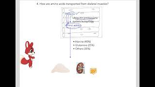 529 Understand not memorize metabolism Amino acids for Gluconeogenesis [upl. by Evey]