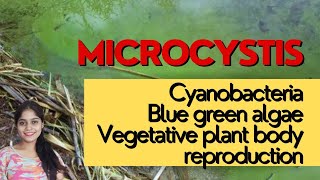 Microcystis  Thallus Structure  Reproduction  Blue Green Algae  Cyanobacteria neet botany bsc [upl. by Honorine]