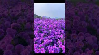 Michaelmas daisies flowers shortvideo beautifulflower nature [upl. by Kitarp]