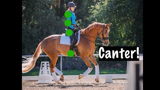 Canter What to do with your seat legs shoulders elbows and more [upl. by Leibman]