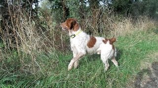 chasse au chien darrêt 2013 epagneul breton  hunting retriever [upl. by Seiuqram]