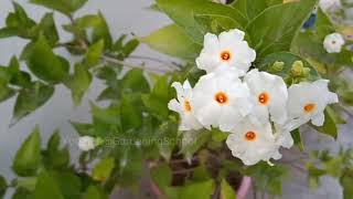 Can You Grow Night Jasmine Plant in a Pot [upl. by Delinda]