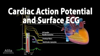 Correlation between Cardiac Action Potential and ECG Animation [upl. by Ariat]