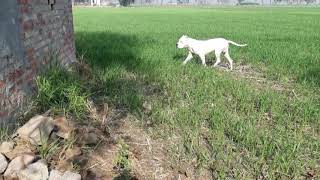 SIDHU KENNEL DOGO ARGENTINO IMPORT DUKE Rey bravoure blanche INDIA WEST NO1 MALE 919877305952 [upl. by Blane824]