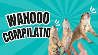 Prairie Dog “WAHOO” compilation 😂 [upl. by Gaither]