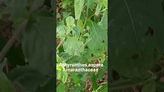 Achyranthes aspera Family Amaranthaceae [upl. by Bergman]