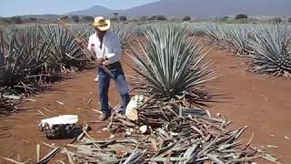 Agave Harvesting [upl. by Aliban]