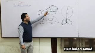 Anatomy of Cerebral cortex Part 2 By Dr Khaled Awad [upl. by Hyacinth235]