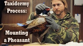 Mounting a RingNecked Pheasant Taxidermy Process How To Overview Wildlife Animal Art Taxidermist [upl. by Etnuahc]