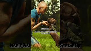 How to train staffy puppy Staffordshire Bull Terrier Training [upl. by Codee]