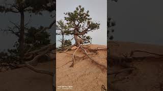 The Queens Garden Trail Bryce Canyon National Park [upl. by Etyam]