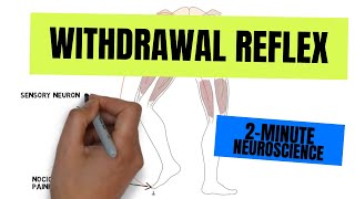 2Minute Neuroscience Withdrawal Reflex [upl. by Larkins252]