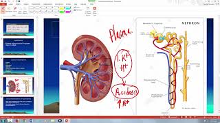 Hypokalemia and Hyperkalemia [upl. by Ttik257]