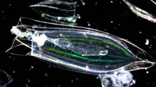 Plankton Gelatinous Zooplankton [upl. by Arocahs]