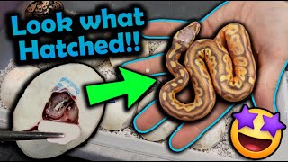 Baby Ball Pythons Hatching We got a Surprise [upl. by Yortal424]