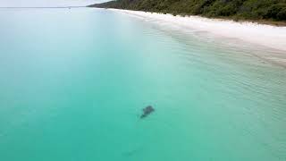 Endangered Shark Ray Spotted Swimming in Australia Waters [upl. by Duquette350]