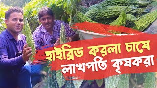 উচ্চ ফলনশীল করলা চাষে বিঘা প্রতি লাভ ৫০৬০ হাজার টাকা  করলা চাষ পদ্ধতি  Bitter Gourd Farming [upl. by Aiva]