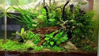 How to maintain a planted shrimp tank Tuesday tip [upl. by Ailedroc]