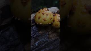 Лускатка золотиста Pholiota aurivella mushroom nature wildmushrooms природа wildlife ліс [upl. by Aikemaj258]