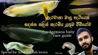 How to keep baby Arowana🐉ඇරවානා මාලු පැටියෙක් මැරෙන්නෙ නැතුව හදන විදිහSpecial for Arowana Lovers [upl. by Charmaine330]