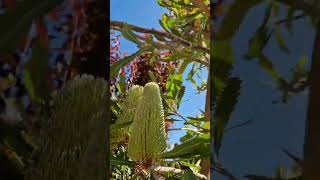 Amazing banksia plant shortvideo [upl. by Delmer624]