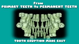 eruptionofteeth animatedcartoon eruption of teethsequence of tooth made easy [upl. by Anitnegra]