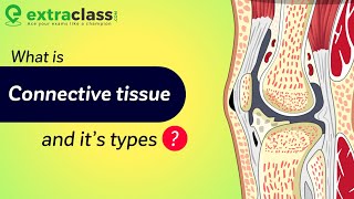 What is Connective Tissue And It’s types  Biology  Extraclasscom [upl. by Webber908]