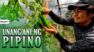 P1  Unang Ani ng Pipino  EP1570 [upl. by Derrek]