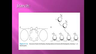 CHO chemistry lec6 DR Mahmoud Ettaweel Polysaccharides الكاربوهيدرات محاضرة 6 د الطويل [upl. by Annaeed530]