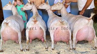 15 Kg Day Milking Saanen Goats Full Documentary  Highest Milking Goats In World  Dairy Goats [upl. by Arratoon]