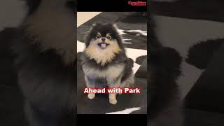 BTS V Mourns Passing of Beloved Dog Yeontan with Heartfelt Tribute [upl. by Agatha]