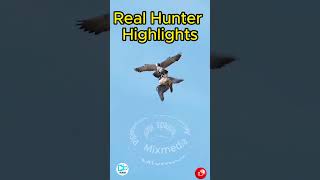 Real Hunter Highlights  Amazing footage  Hungry bald eagle youtubeshorts viralvideo ytshorts [upl. by Assiluy248]