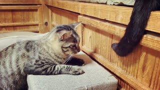 僕はだんだん眠くニャる💤 Cat Hypnotising with tail [upl. by Airdnekal745]