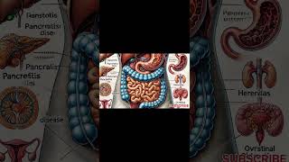 How Your Digestive System Actually Works Animation [upl. by Aillimat]