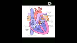 Heart structure 8th exam class gk [upl. by Cordalia]