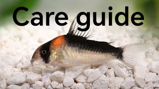 watch this before buying corydoras Cory Catfish care guide  Jakub Lis [upl. by Bendix]