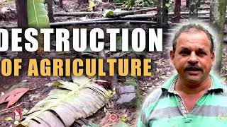 Destruction Of Agriculture At Ambede Nagargao [upl. by Eetnahc268]