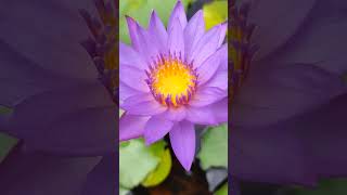 Nymphaea capensis Cape blue waterlily  aquatic flowering plant shorts viral education [upl. by Haerb]