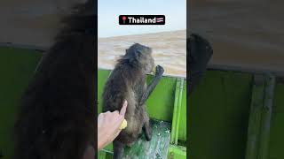 WHO said Thai monkeys aren’t friendly😂 thailand monkey [upl. by Jump]